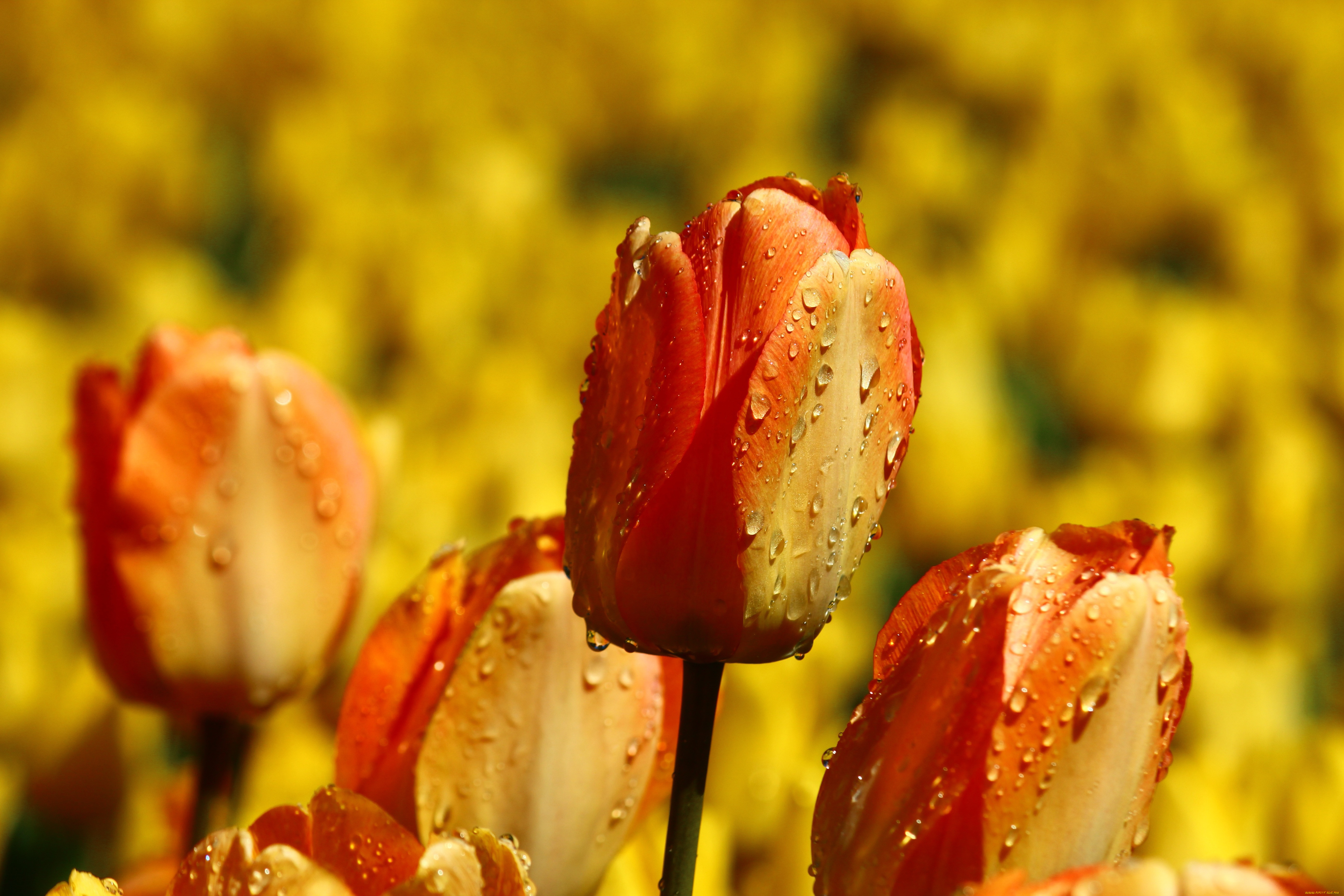 �����, ��������